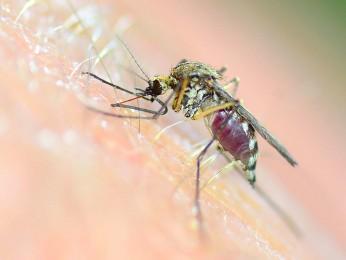 le-virus-zika-gagne-du-terrain-en-amerique-latine